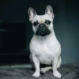 Bulldog francés
