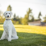 Caniche