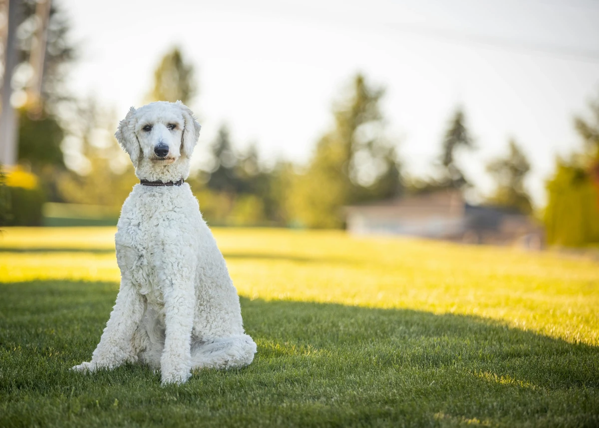 Poodle