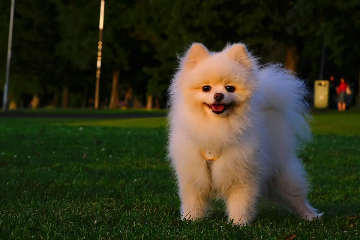 Pomeranian