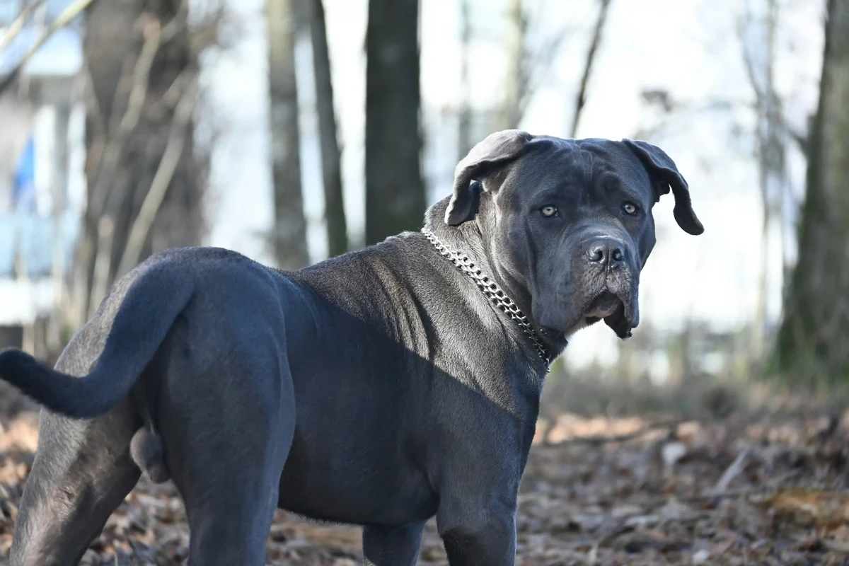 Italian Cane Corso