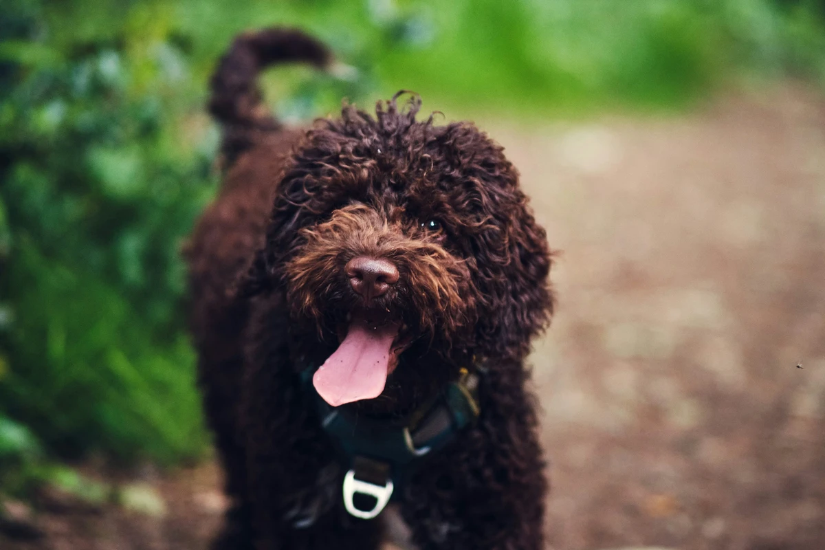 Romagna Water Dog