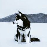 Malamute de Alaska