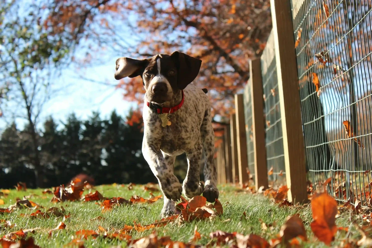 German Shorthaired Pointer