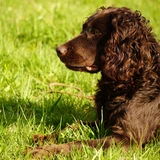 German Spaniel
