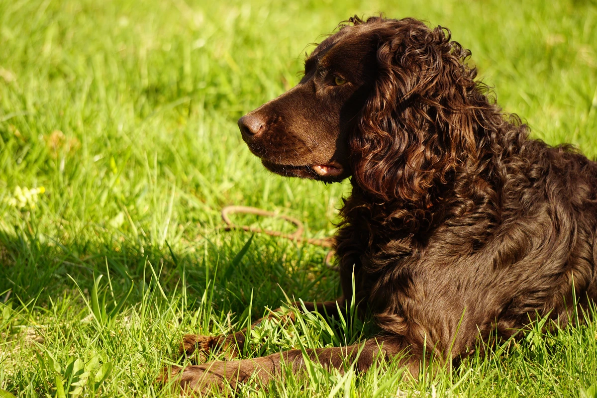 German Spaniel