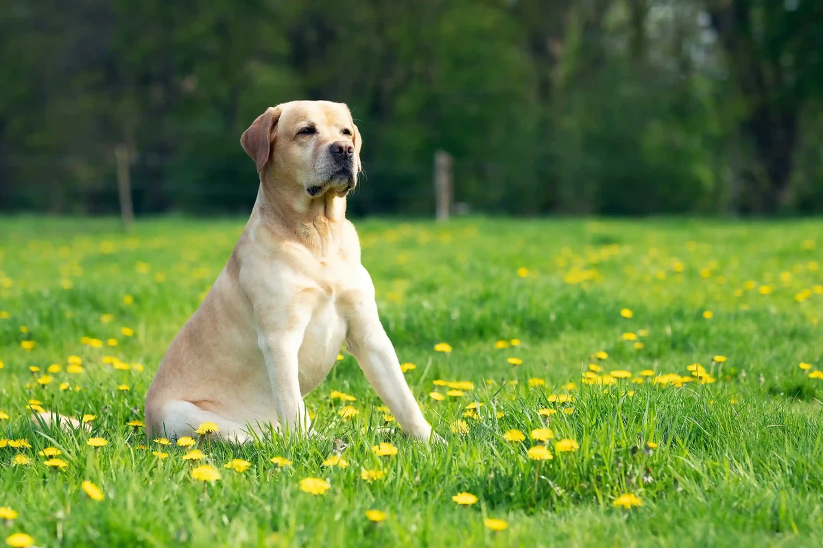 Labrador Retriever