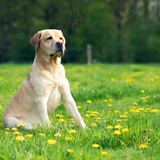 Labrador retriever