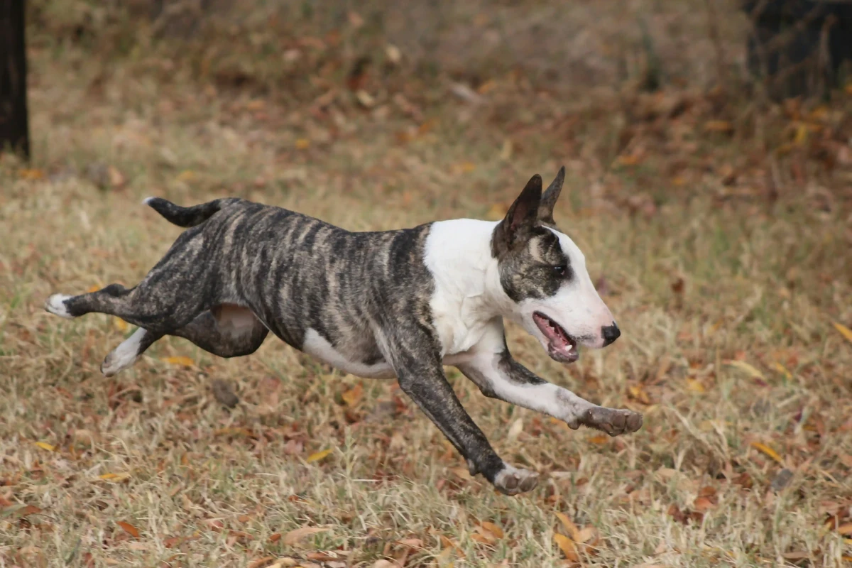 Bull Terrier