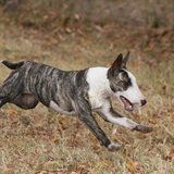 Bull terrier