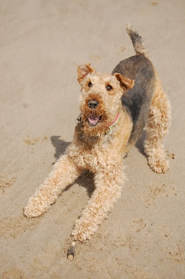 Wire Fox Terrier