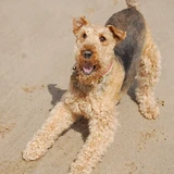 Terrier de Fox duro