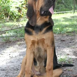 Bloodhound