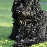 Portugiesischer Wasserhund