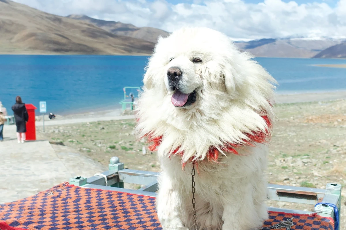 Tibetan Mastiff