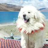 Tibetan Mastiff