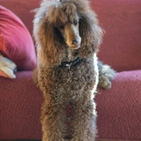 Caniche