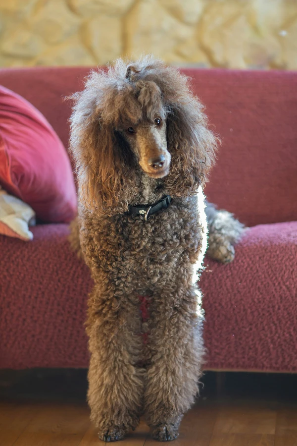 Poodle