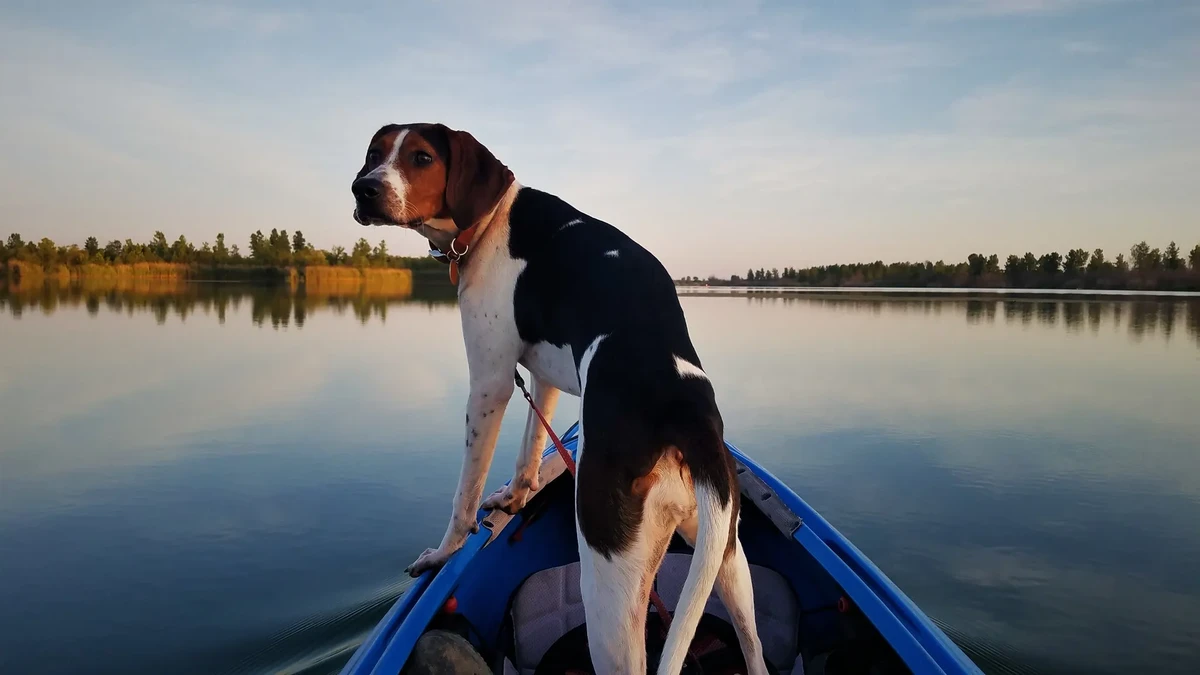 Treeing Walker Coonhound