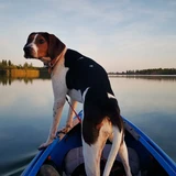 Coonhound treeing walker
