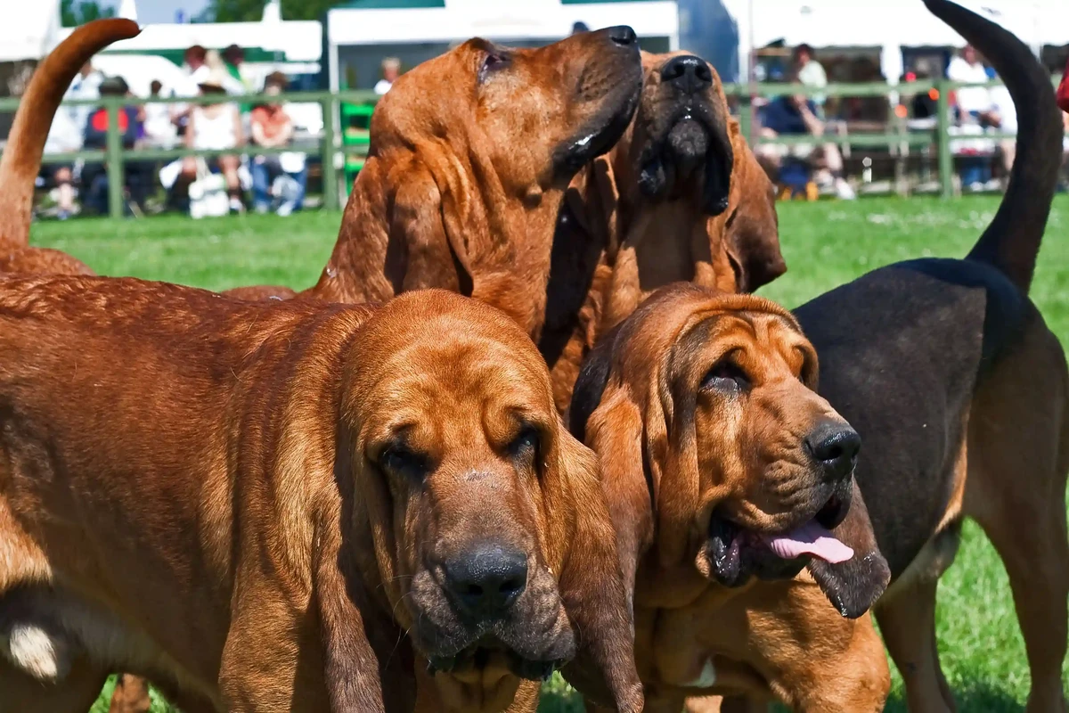 Bloodhound