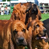 Bloodhound