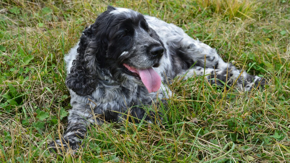 American Cocker Spaniel