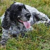 Cocker spaniel americano