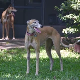 Greyhound