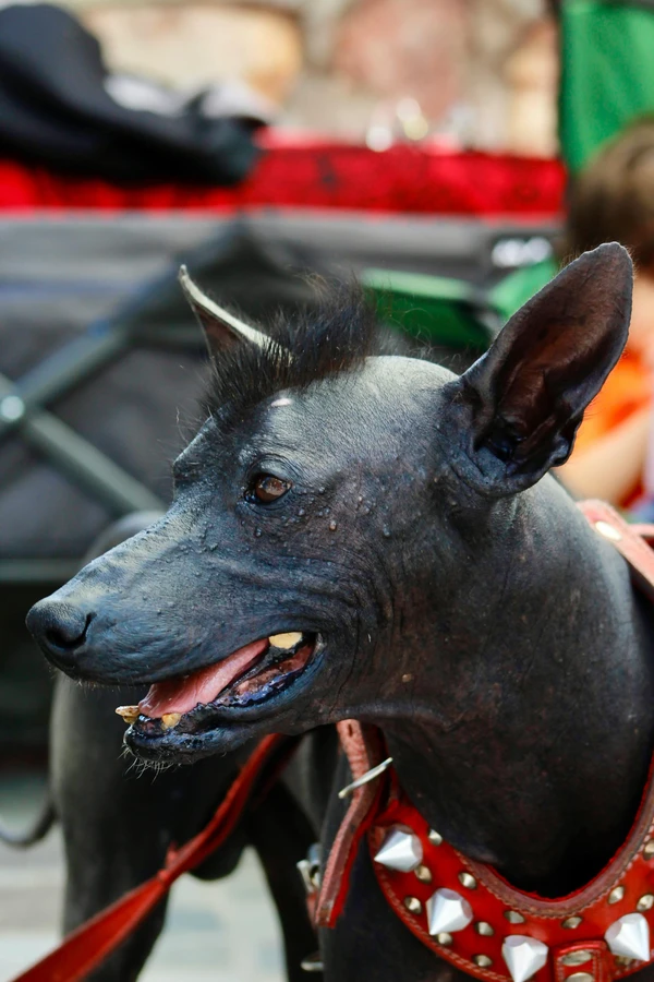 Xoloitzcuintli