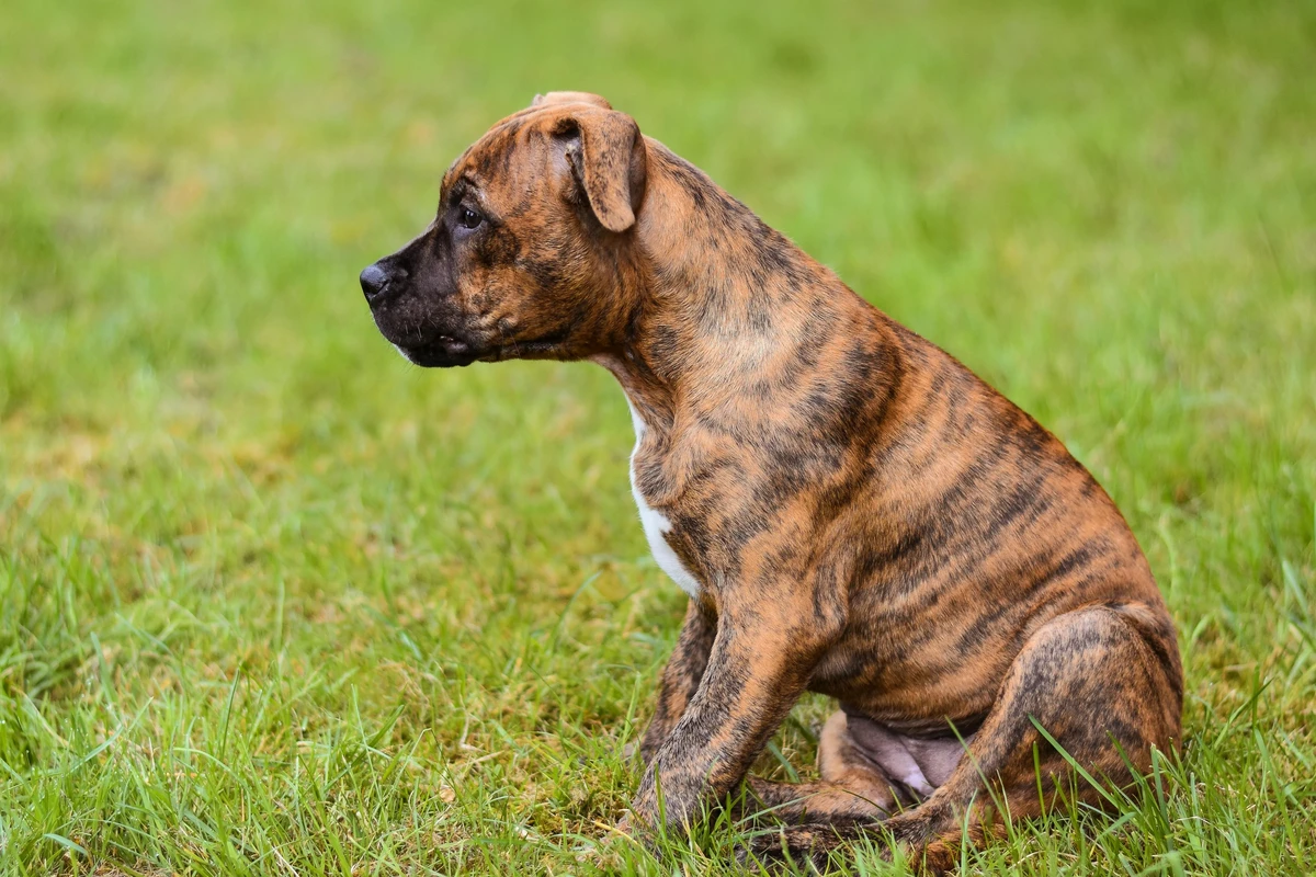 Boxer