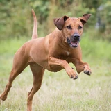 Rhodesian Ridgeback