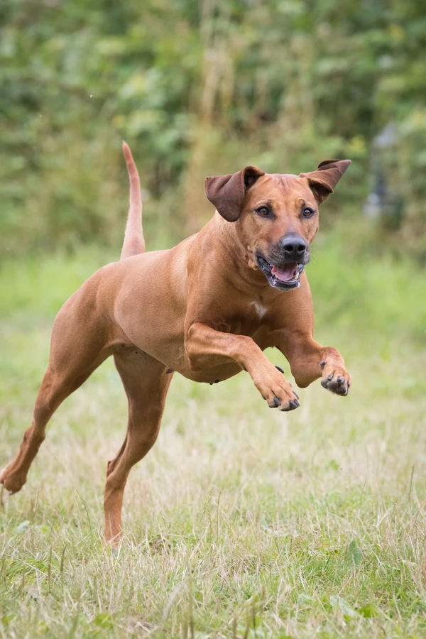Rhodesian Ridgeback
