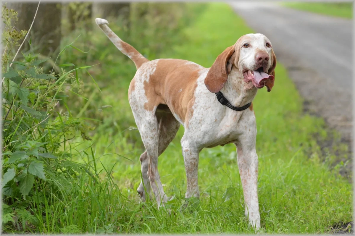 Black and Tan Coonhound