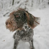 Spinone italiano