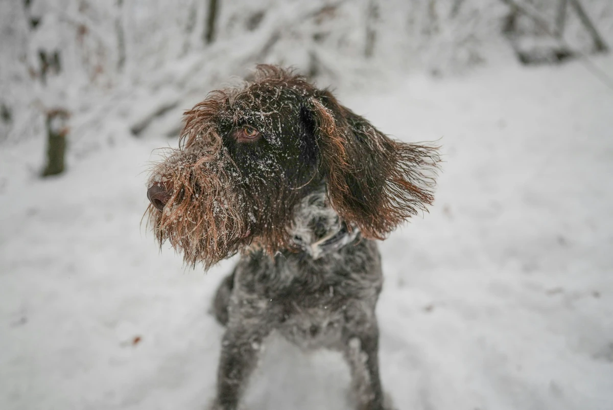 Italian Spinone