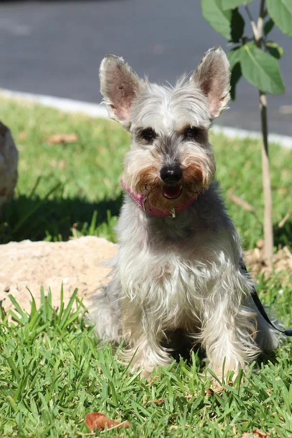 Scottish Terrier
