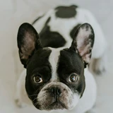 Bulldog francés