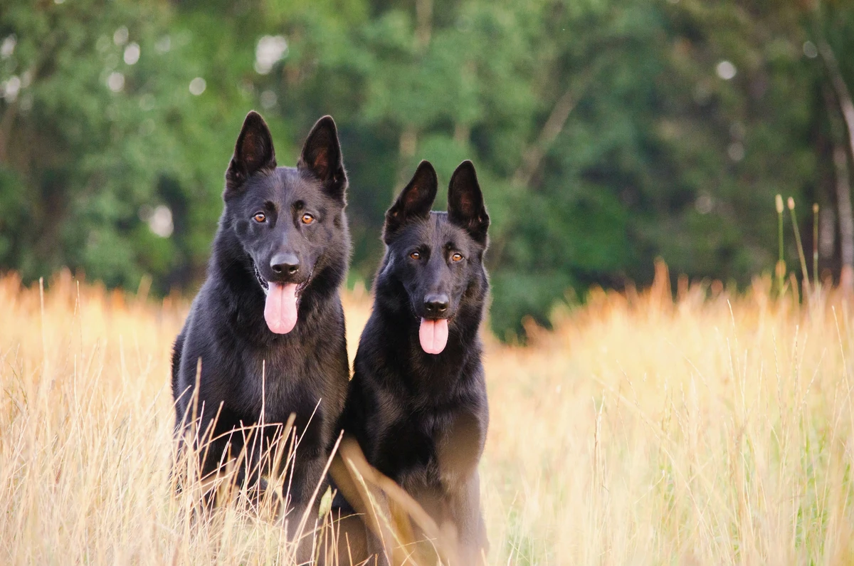 German Shepherd Dog