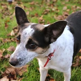 Terrier rata