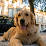 Golden retriever