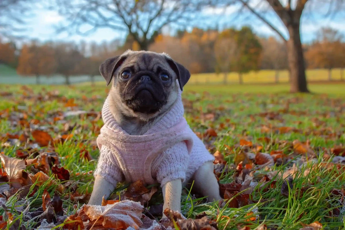 Pug