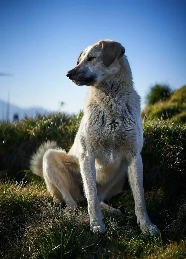 Anatolian Shepherd Dog