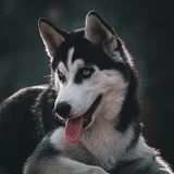 Husky siberiano