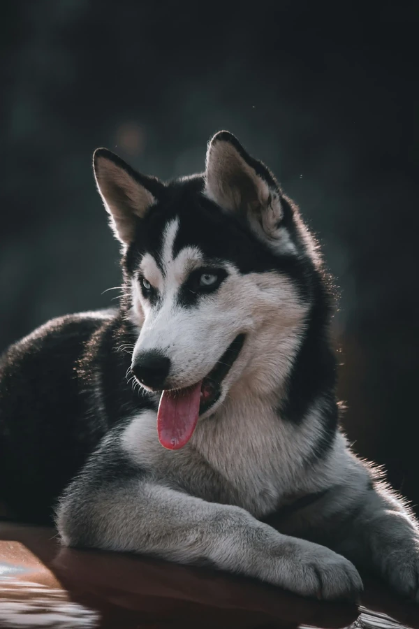 Siberian Husky