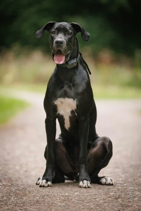 Great Dane