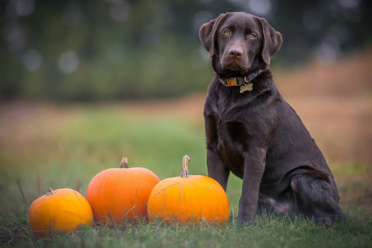 Labrador Retriever