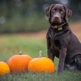 Labrador retriever