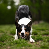 Border collie