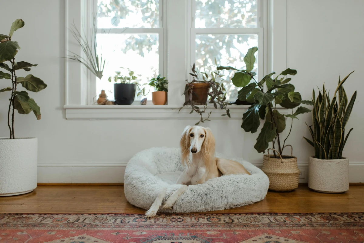 Saluki